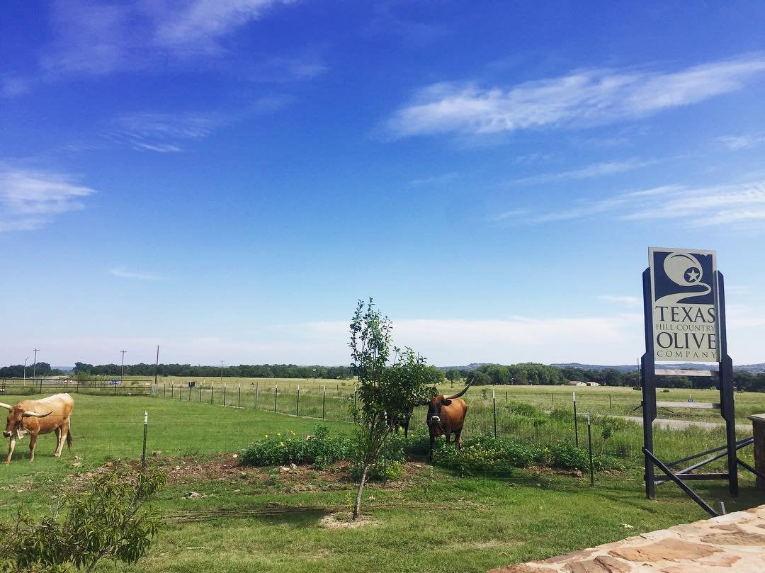 Fig Balsamic Vinegar (8.5 Oz) Case of 12