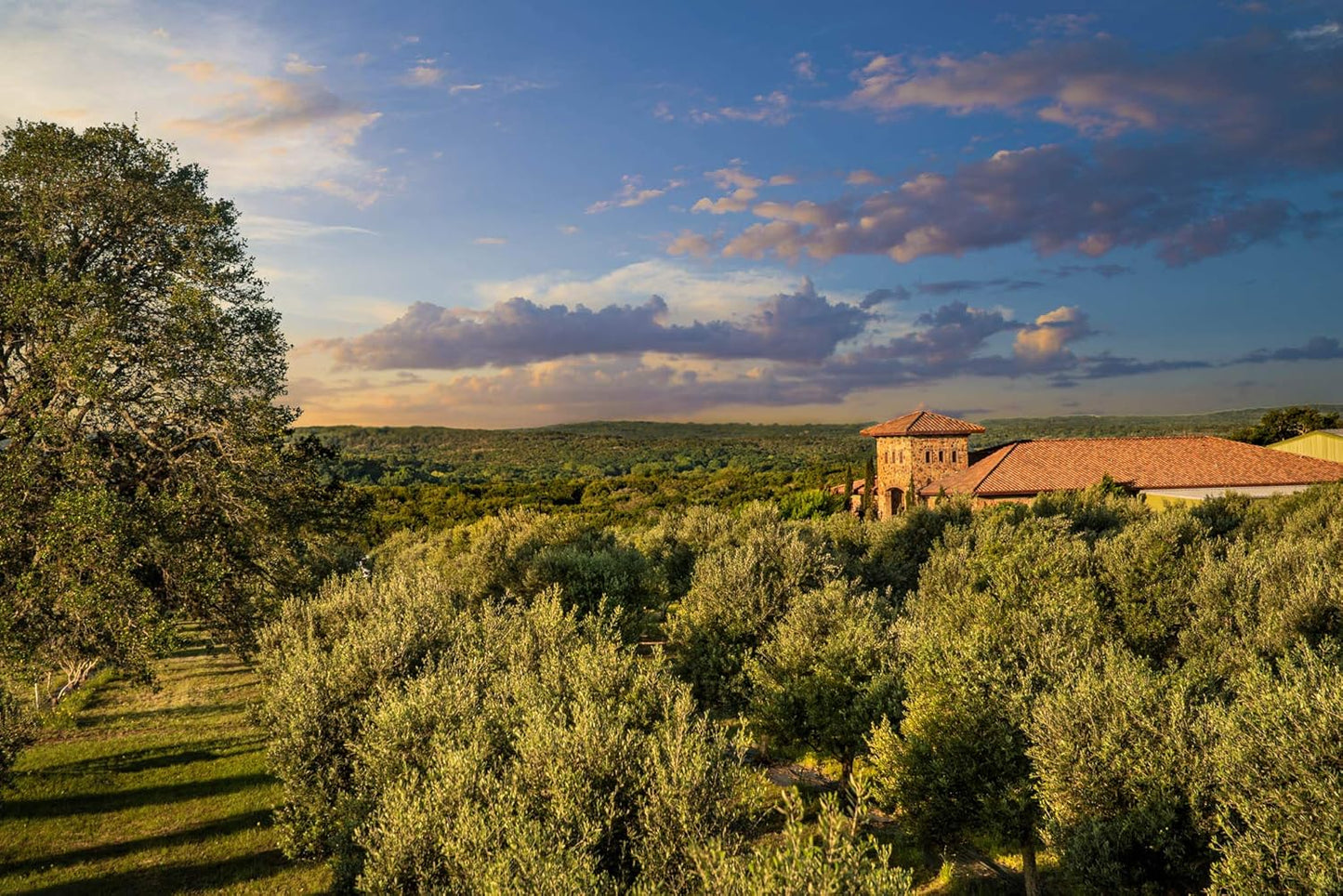 Fig Balsamic Vinegar (8.5 Oz) Case of 12