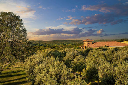 Fig Balsamic Vinegar (8.5 Oz) Case of 12