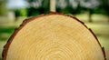 Rustic Wood Slices Set of (12) 9-10 Inch Natural Wood Slices Made in USA