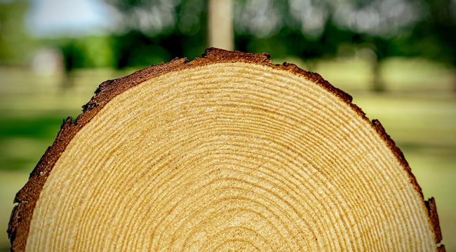 Rustic Wood Slices Set of (12) 9-10 Inch Natural Wood Slices Made in USA